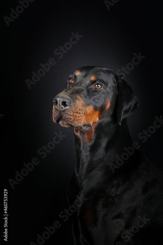 portrait of a doberman isolated on black 