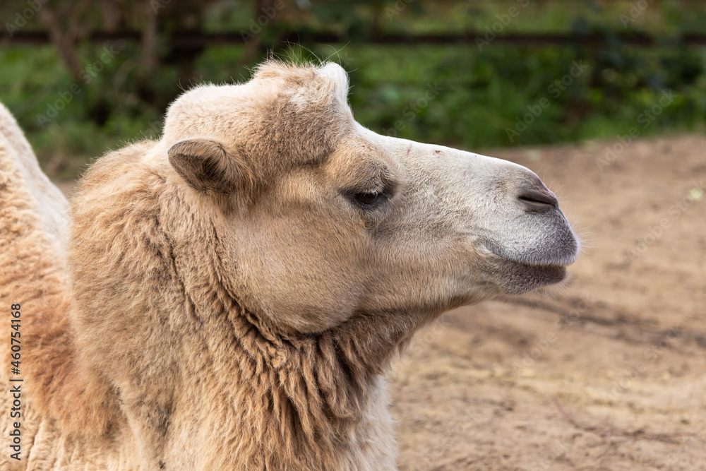 Bactrian camel. Desert caravan. Camel's muzzle close up. Soft, sandy coat. Inhabitant of Asia. Contact zoo. Taking care of wild animals. Large whaletipodactyl.