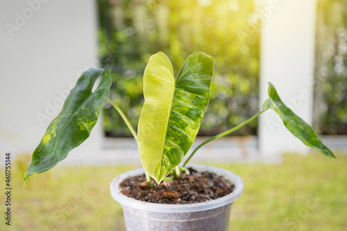 Philodendron burle marx variegeted in pot put in house for decorate photo