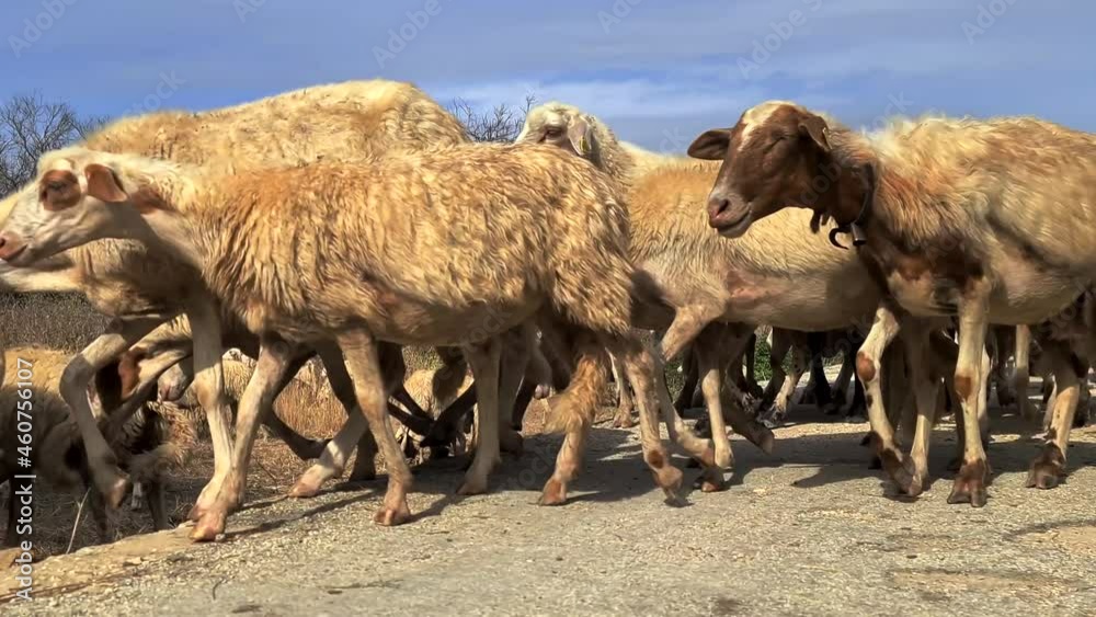 Herd of sheep running and moving together crossing road. Low angle close up pov Herd of sheep running and moving together crossing road. Low angle close up pov