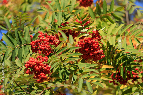 Red rowan berries on a rowan tree. A rowan tree on a branch. Ashberry. Beautiful red rowan in autumn park
