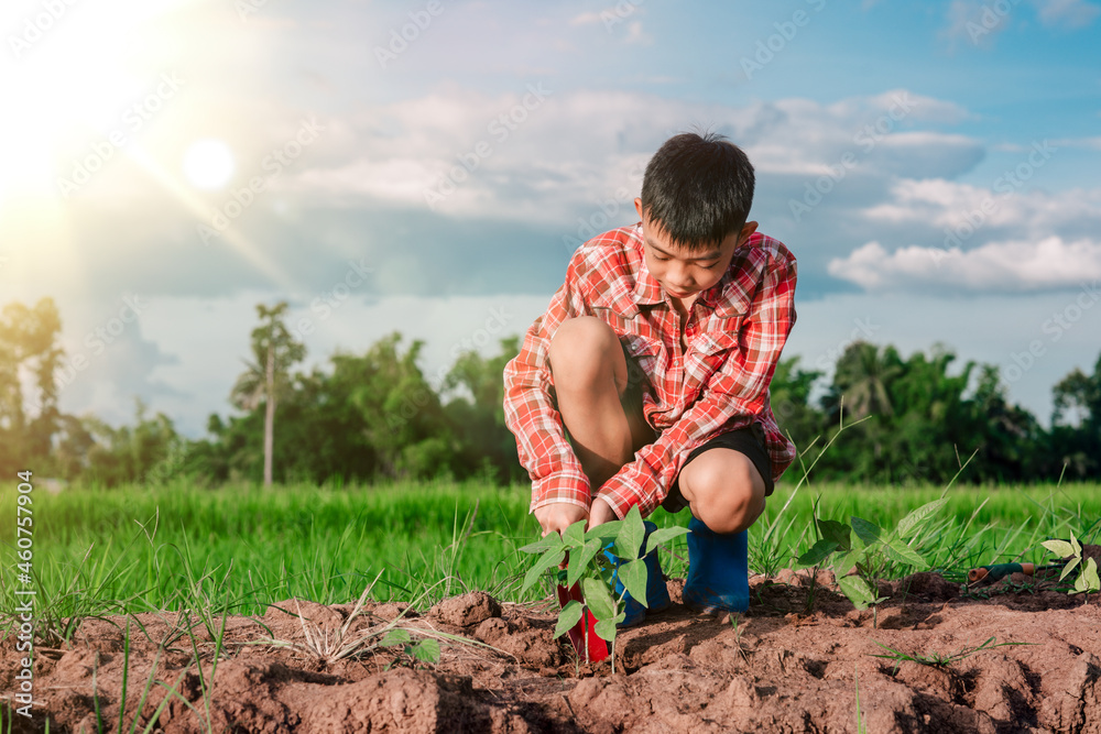 Children planting organic vegetable on rice field background