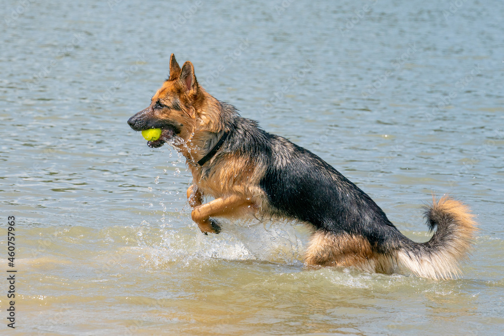 Young happy German Shepherd, playing in the water. The dog splashes and jumps happily in the lake. Yellow tennis ball in its mouth Young happy German Shepherd, playing in the water. The dog splashes and jumps happily in the lake. Yellow tennis ball in its mouth