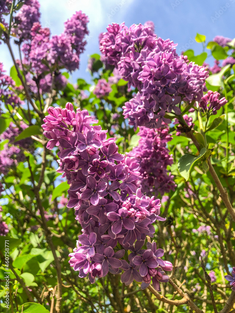 Common Lilac Common Lilac