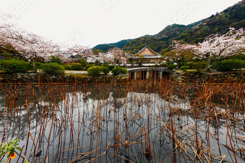 Temples and Cherry Blossoms