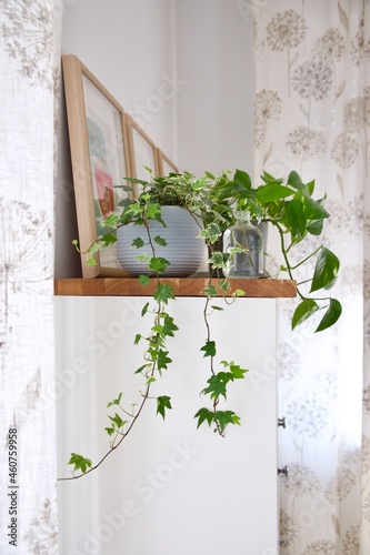 Composition of home garden, plants in different pots on a wooden cupboard photo