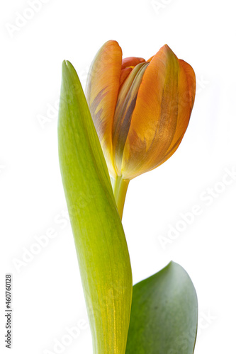 tulipan solo con sus texturas y sus bellos colores en fondo blanco o negro