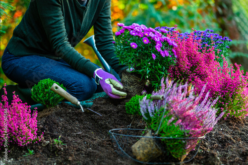 A woman plants autumn asters flower in the garden.