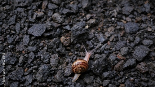 snail crawling over rocks 