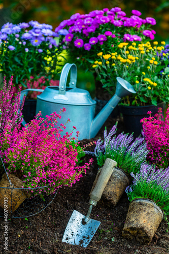 Heather and asters seedlings with garden tools in the garden.