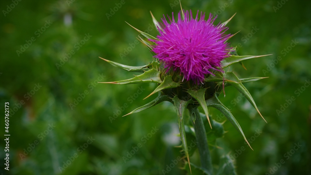 thistle in bloom thistle in bloom