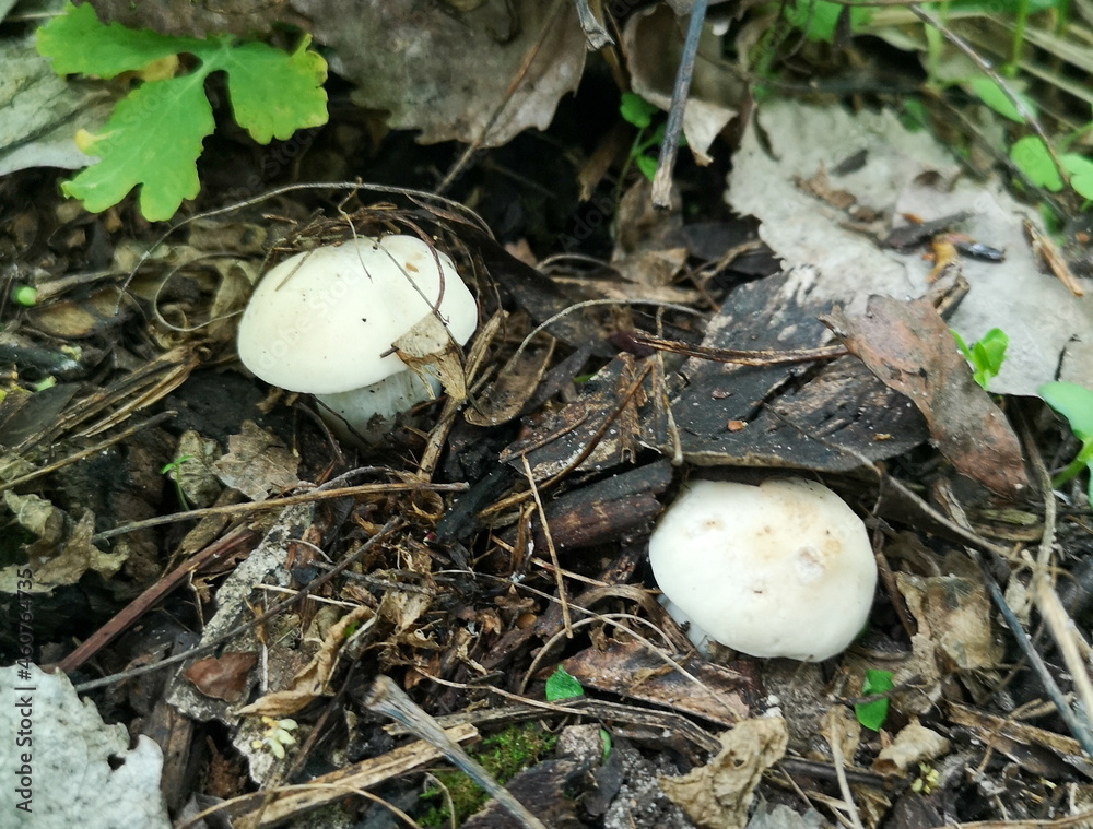 Edible mushroom in the forest. Edible mushroom in the forest.
