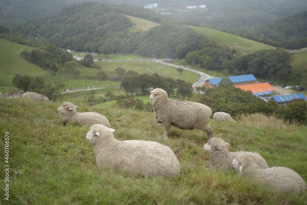 Fototapeta premium 갈매기 gull , dog, 양 ,고양이, cat, sheep ,hip, 엉덩이