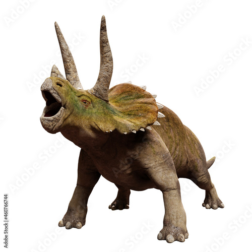 Triceratops horridus, dinosaur isolated on white background  © dottedyeti