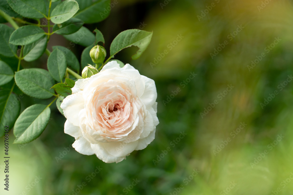 Colorful, beautiful, delicate rose in the garden Colorful, beautiful, delicate rose in the garden
