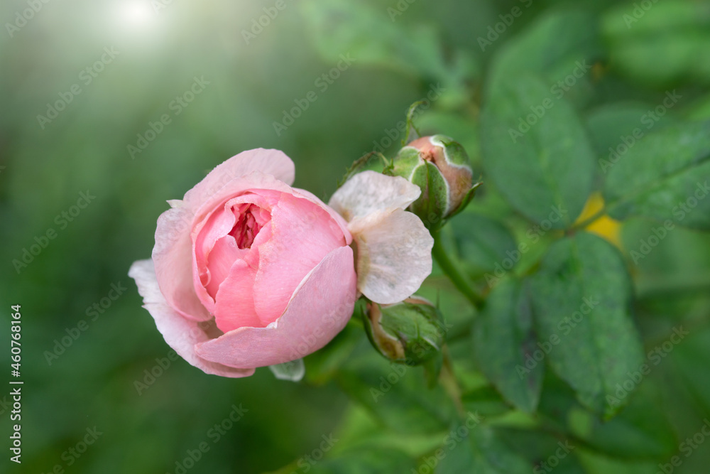 Colorful, beautiful, delicate rose in the garden Colorful, beautiful, delicate rose in the garden