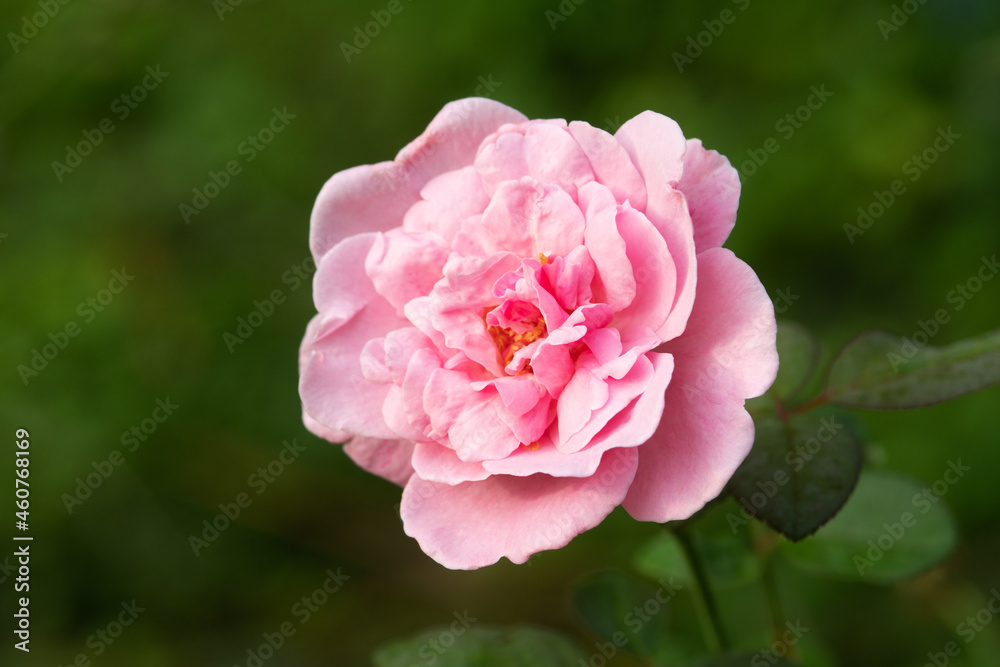 Colorful, beautiful, delicate rose in the garden Colorful, beautiful, delicate rose in the garden