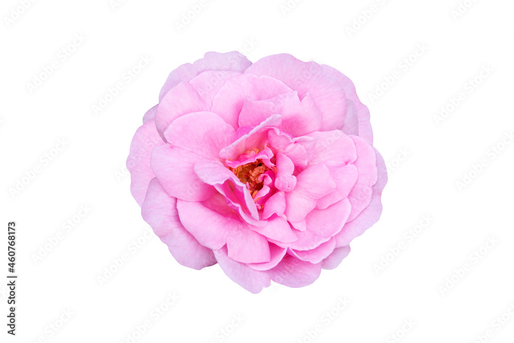 Pink rose isolated on white background with clipping path Pink rose isolated on white background with clipping path
