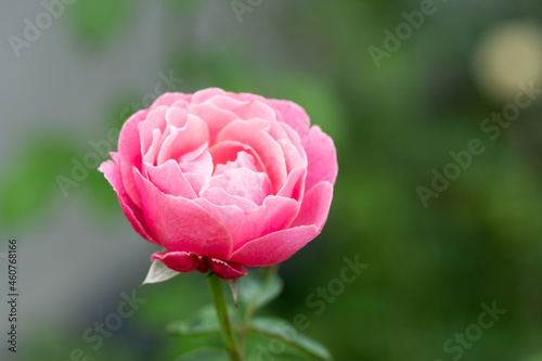 Colorful, beautiful, delicate rose in the garden