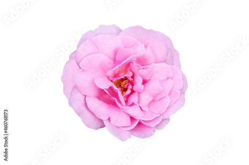 Pink rose isolated on white background with clipping path