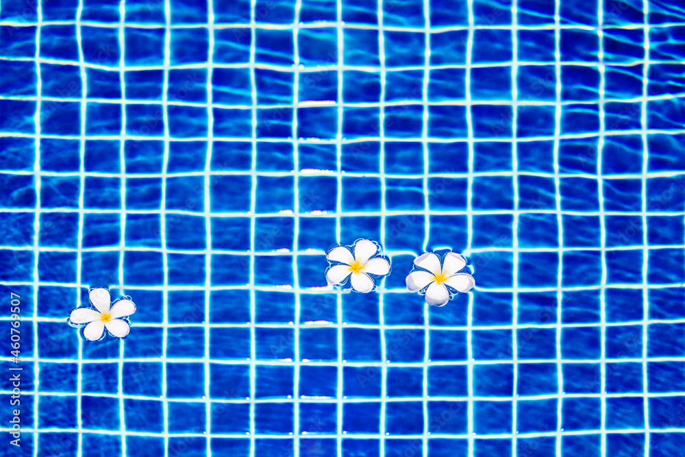 Swimming pool blue water surface background, floating plumeria frangipani flowers, summer holidays, vacation, spa relax, beauty therapy, health body care, treatment, luxury tropical resort, copy space