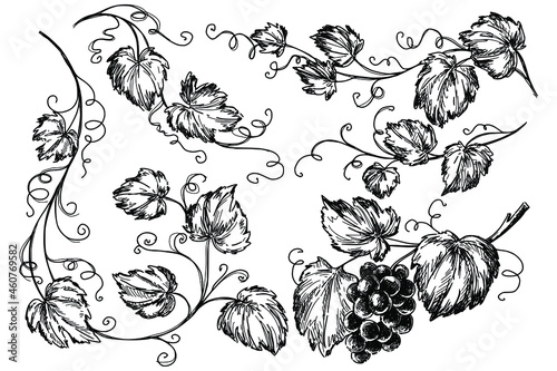 Vine sketch ink graphic set illustration, draft silhouette drawing, black on white line art. Vintage etching botanical design.