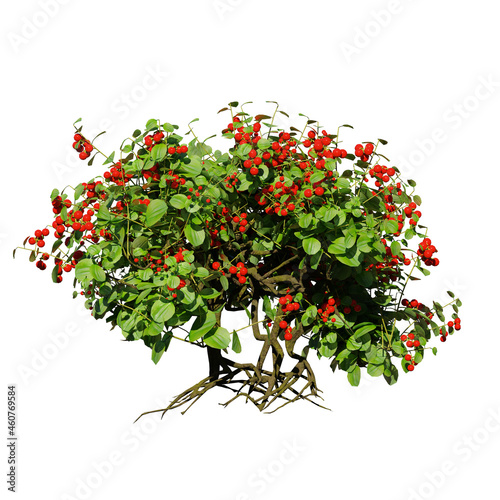 berry bush with roots, isolated on white background photo