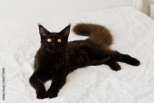Black cat bed. A beautiful portrait of a domestic purebred kitten on white bed linen. A black Maine Coon cat with orange sad eyes lies on the bed and looks directly into the camera. Cozy house concept