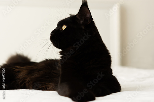 Black cat bed. A beautiful portrait of a domestic purebred kitten on white bed linen. A black Maine Coon cat with orange sad eyes lies on the bed and looks away. Favorite pet. Cozy house concept