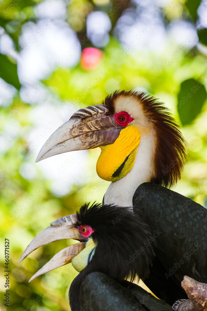 Fototapeta premium Wreathed Hornbill bird in Bali Island Indonesia
