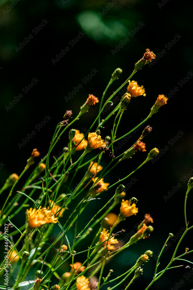 Small yellow flowers on molted stems illuminated by the sun on a dark green background. Vertical cover. High quality photo Small yellow flowers on molted stems illuminated by the sun on a dark green background. Vertical cover. High quality photo