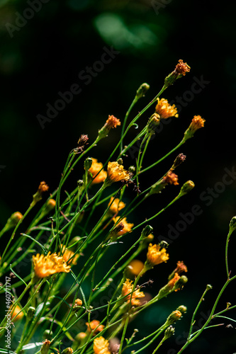 Small yellow flowers on molted stems illuminated by the sun on a dark green background. Vertical cover. High quality photo