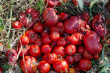 Rotten red tomatoes in the sunlight. Spoiled vegetables with mol