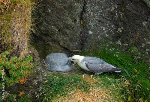 Fulmar feeding its chick Viðareiði, Vidoy Island, Faroe Islands photo