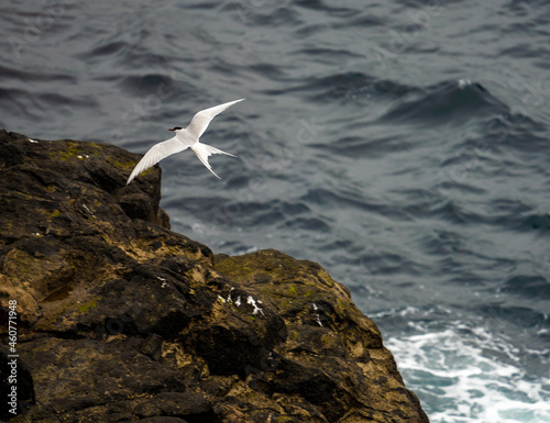 Arctic terns on the cliffs of Vidoy Island, Faroe Islands photo