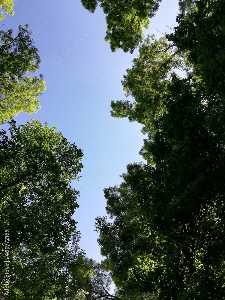 Looking up at the green tops of trees. Looking up at the green tops of trees.