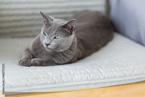 Oscar kitten of Russian blue breed is resting in the living room. A beautiful blue-gray kitten with green eyes. Cat and relax. Cat in the armchair. Grey cat, light background. Wooden chair. 