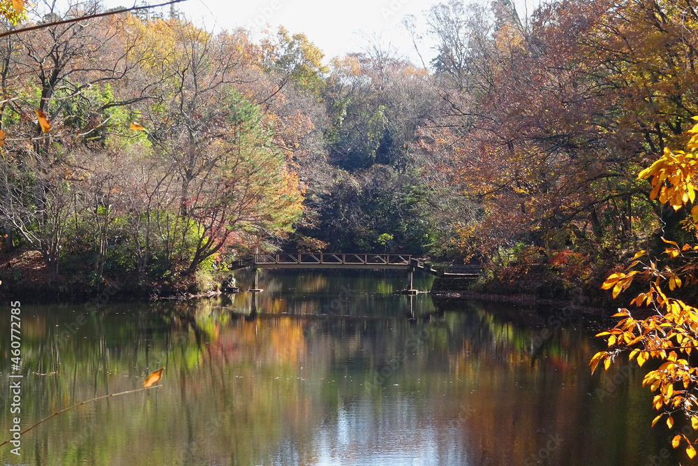 Fototapeta premium 紅葉が反射する震生湖/【震生湖公園】神奈川県秦野市 12月