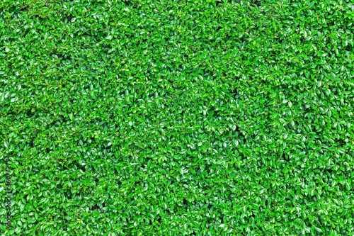Long green hedge or green leaves wall. Green grass wall texture for backdrop design and eco wall and die-cut for artwork.Beautiful Green grass and hedge in garden.Fence trees for protection and beauty
