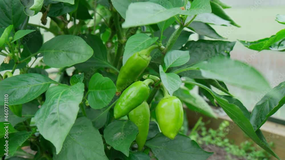 Green pepper harvesting, healthy, diet food. Organic eco vegetables harvest. Green pepper harvesting, healthy, diet food. Organic eco vegetables harvest.