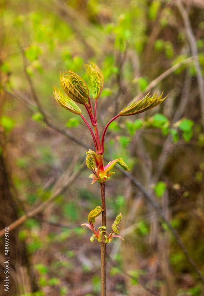 sprout of unblown young maple in early spring sprout of unblown young maple in early spring