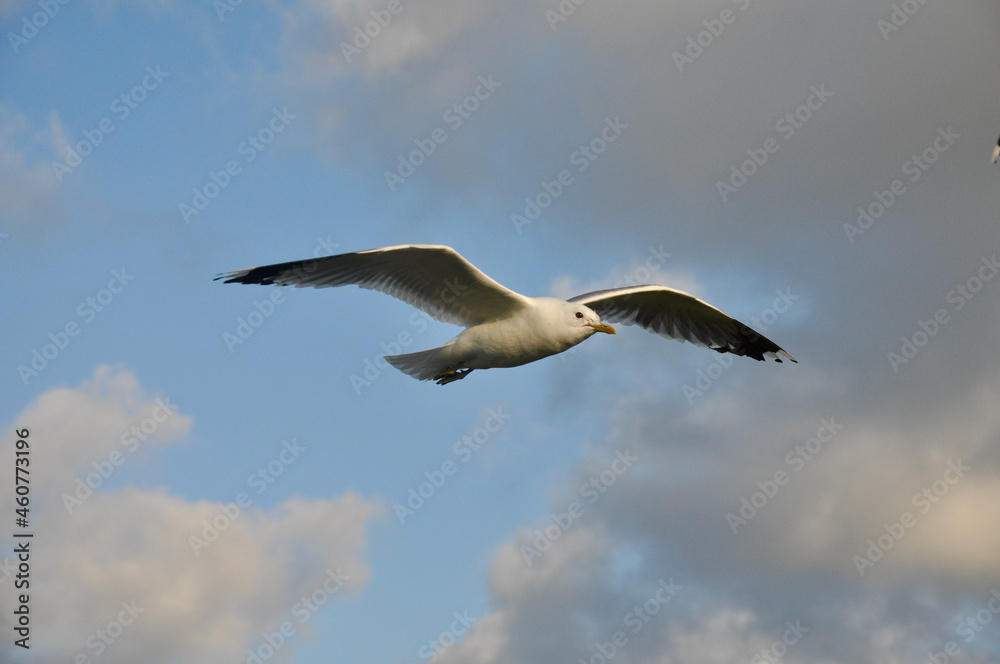 Seagull flying in the sky Seagull flying in the sky