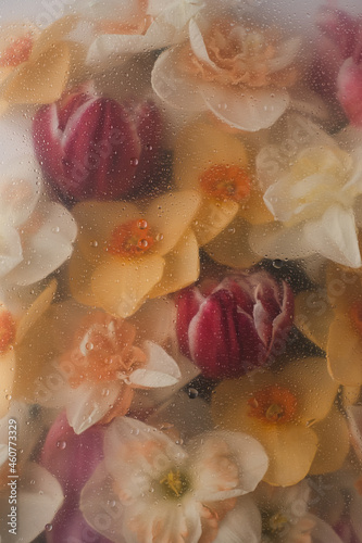Fototapeta Naklejka Na Ścianę i Meble -  Abstract floral aesthetic background. Colourful narcissus and tulip flowers under the glass plate with water drops and splash. Beautiful flowers and petals. Artistic botany image for template