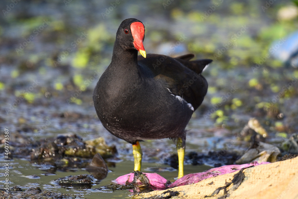 Fototapeta premium The common moorhen Waterhen