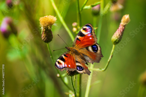 a peacock butterfly with a damaged wing sits on a withered plant
