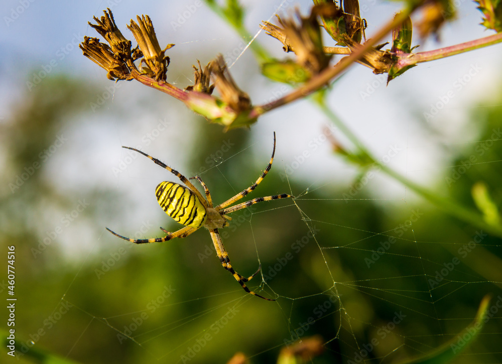 huge wasp spider sits on a web between dry grass huge wasp spider sits on a web between dry grass