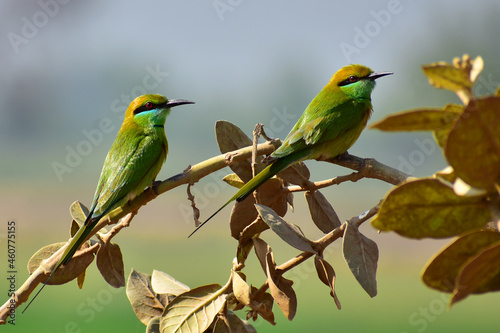 Green Bee-Eater Bee-Eater Birds on branch 