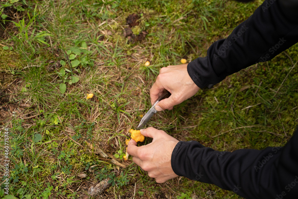 Pfifferling wird von Mann gepflückt im Gras in der Natur Pfifferling wird von Mann gepflückt im Gras in der Natur