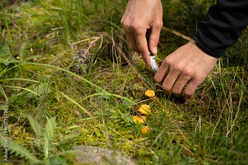 Pfifferling wird von Mann gepflückt im Gras in der Natur