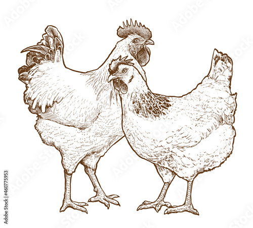Rooster and hen hand drawn vector illustration, domestic birds vintage style  monochrome image